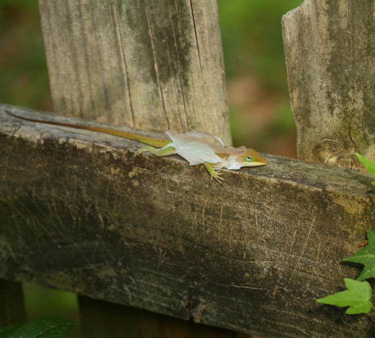 Carolina anole Anolis carolinensis shedding skin on fence