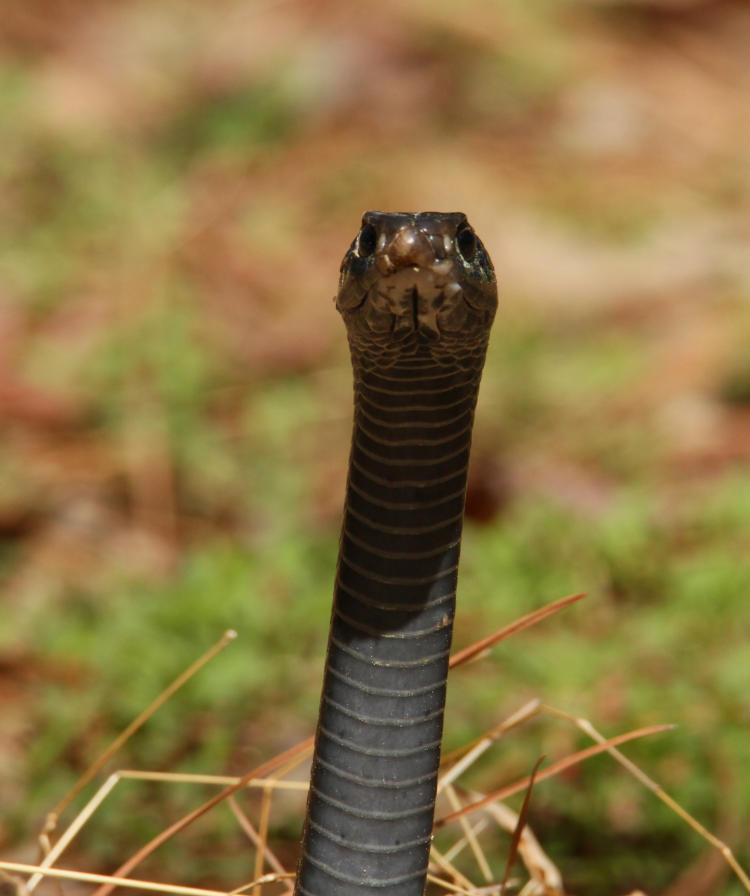 northern black racer Coluber constrictor constrictor very extended from ground