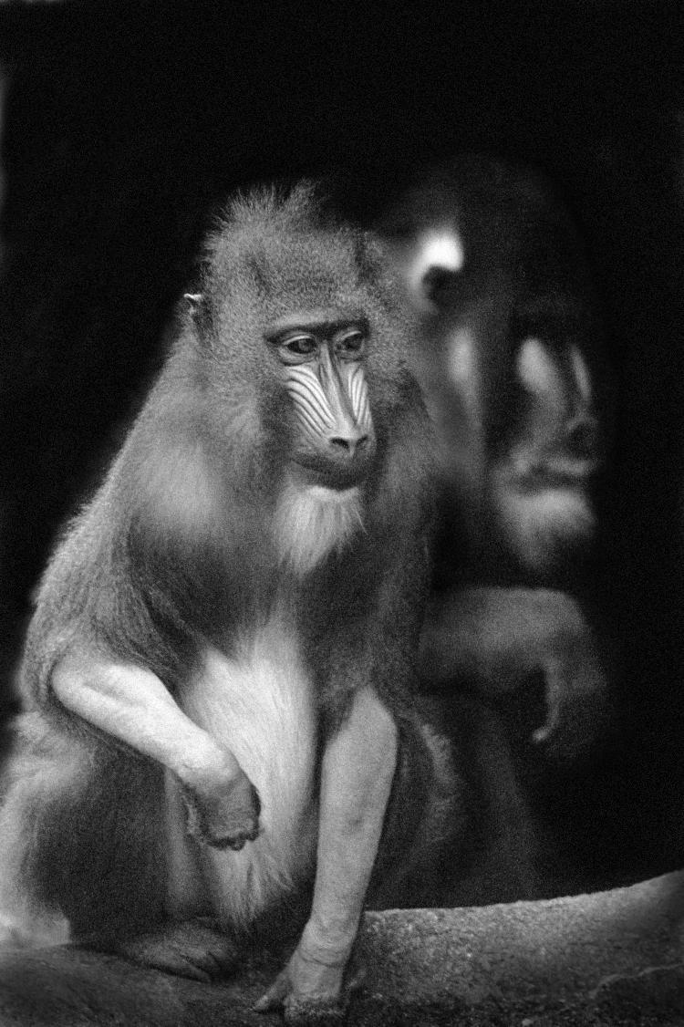 mandrill image converted to greyscale with background removed