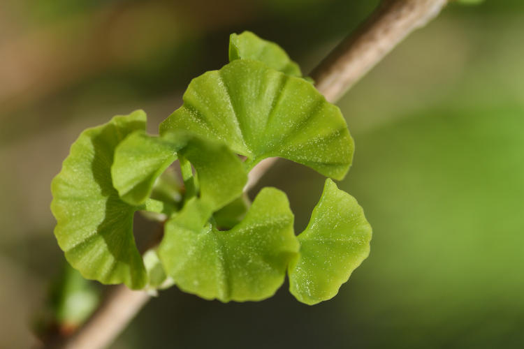 new buds on ginkgo biloba tree