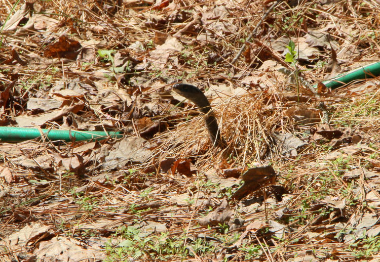 northern black racer Coluber constrictor constrictor peeking from ground clutter