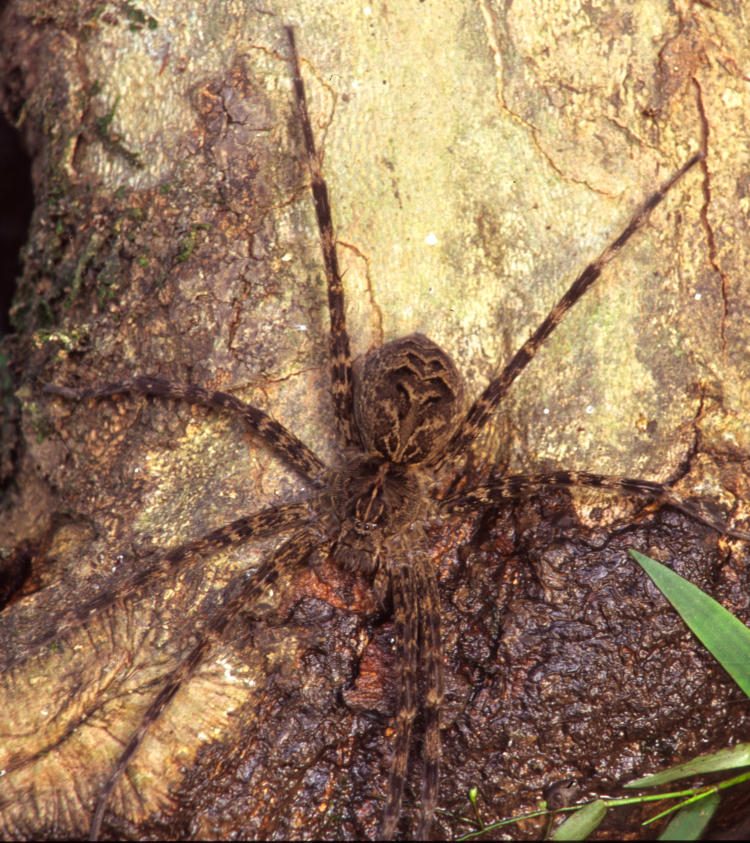 very large fishing spider likely Dolomedes tenebrosus perched on root at river edge