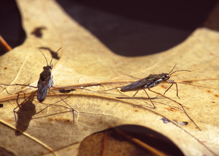 pair of unidentified water striders on leaf in studio setting