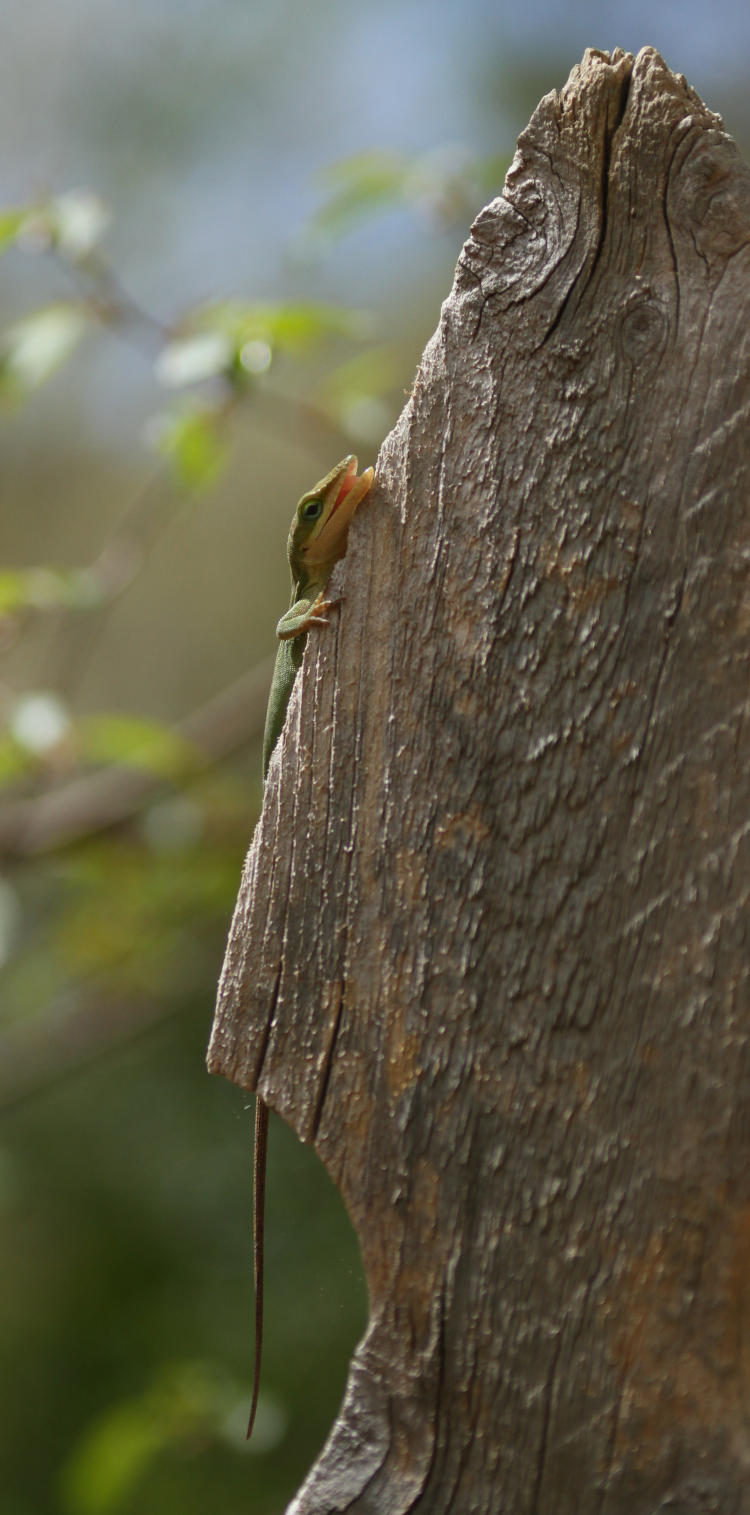 Carolina anole Anolis carolinensis on fencepost having just consumed an ant