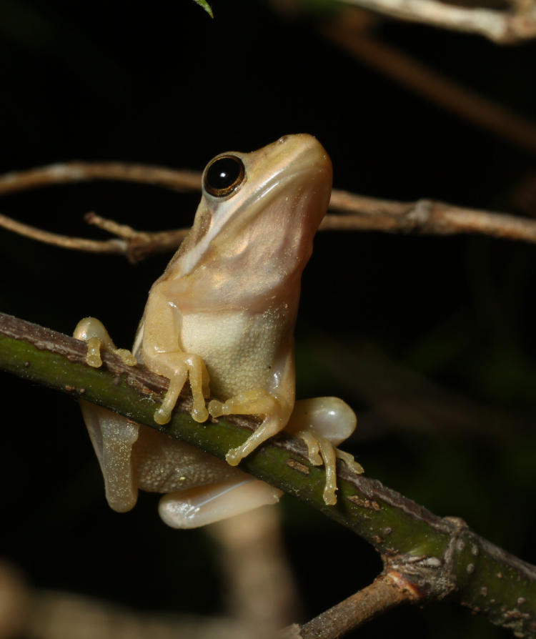 adult green treefrog Hyla cinerea in dynamic pose