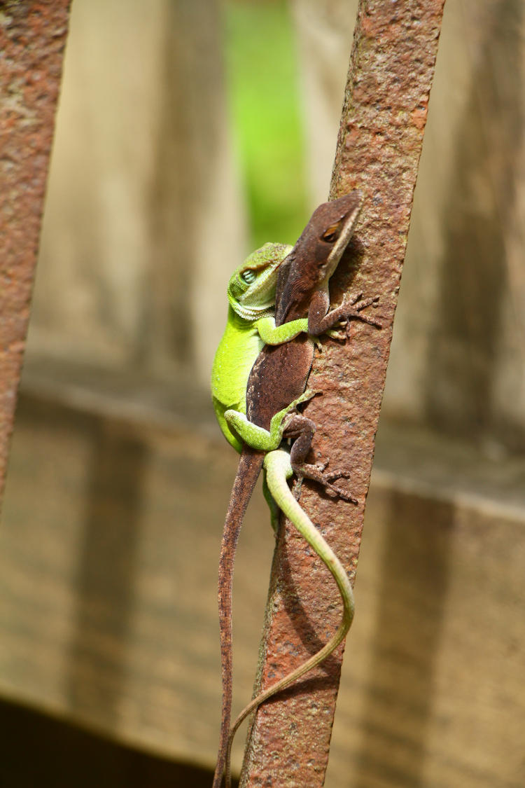 mating Carolina anoles Anolis carolinensis on iron gate