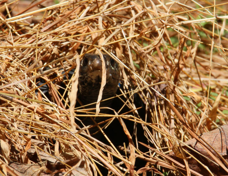 northern black racer Coluber constrictor constrictor lifting head from ground clutter