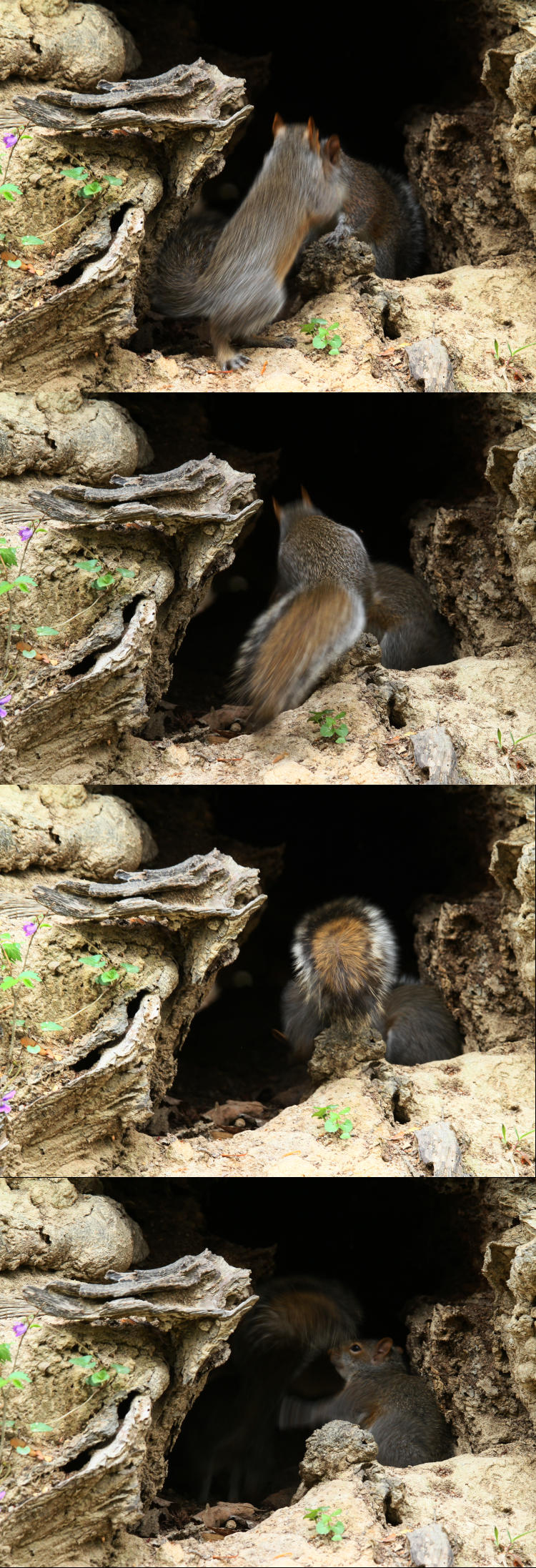 sequence of eastern grey squirrel Sciurus carolinensis trampling over top of sibling