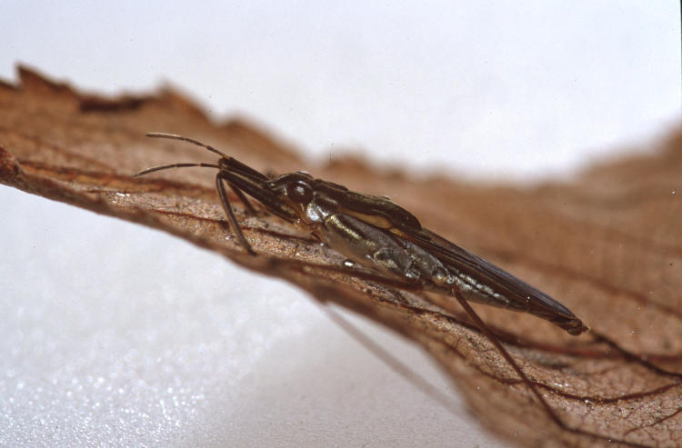 unidentified water strider on leaf in studio