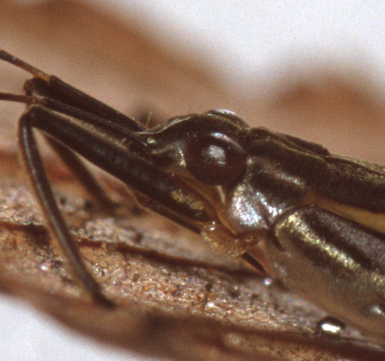 detailed inset of unidentified water strider