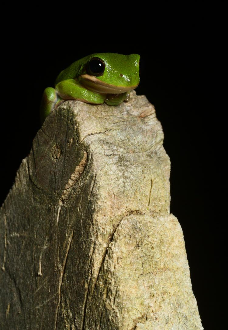 juvenile green treefrog Hyla cinerea perched atop fencepost at night