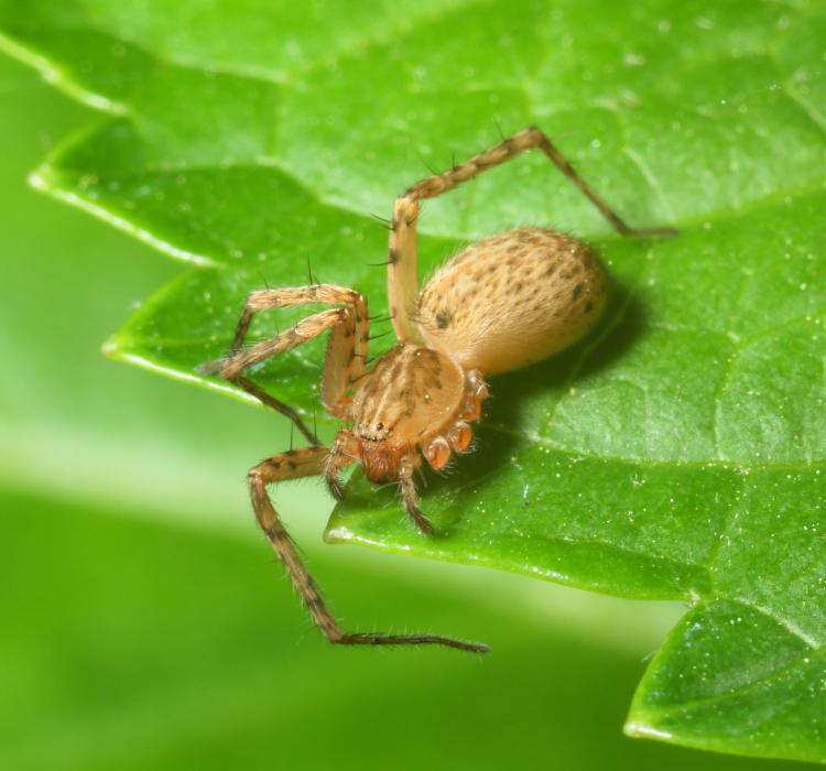 unidentified female spider missing all four legs on left