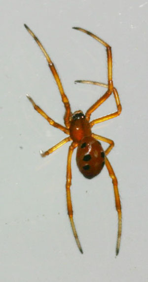 newborn black widow Genus Latrodectus