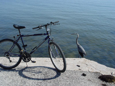 great blue heron Ardea herodias by author's bicycle, Indian River Lagoon