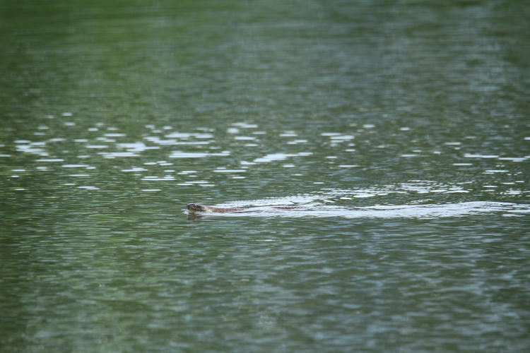 northern water snake Nerodia sipedon sipedon cruising through pond