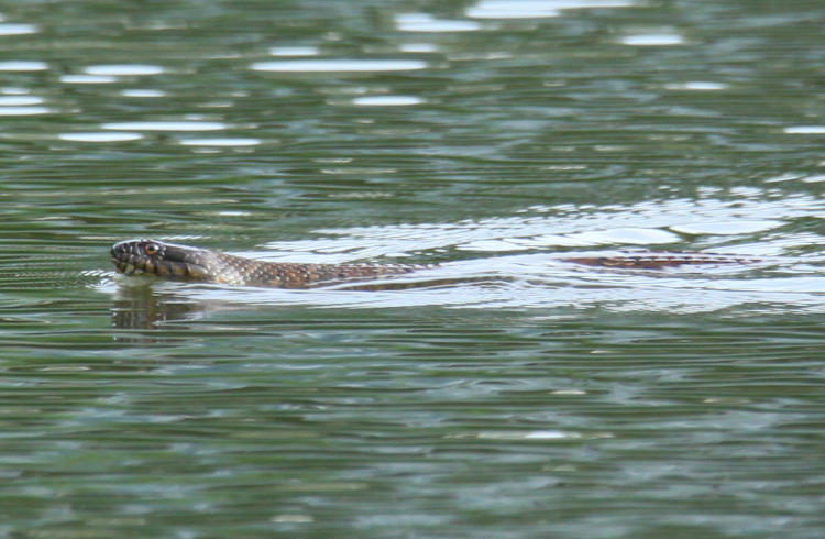 closer crop of northern water snake Nerodia sipedon sipedon