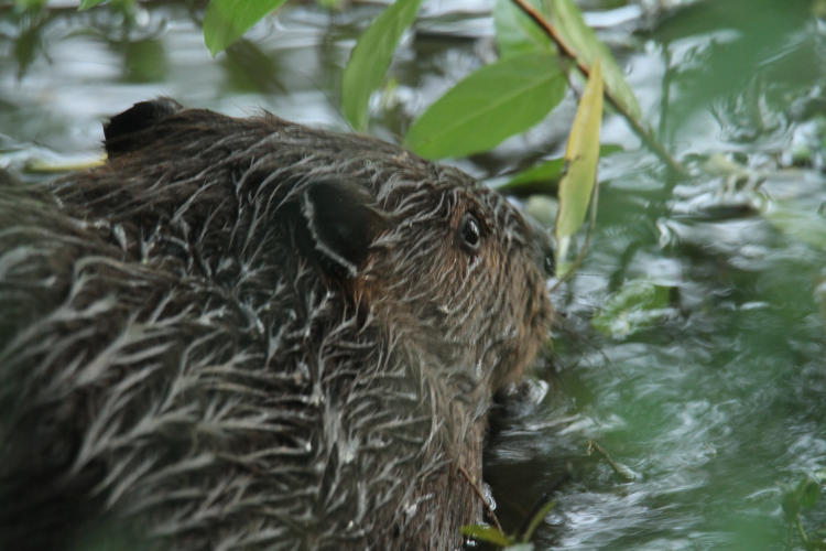 North American beaver Castor canadensis munching right at pond's edge