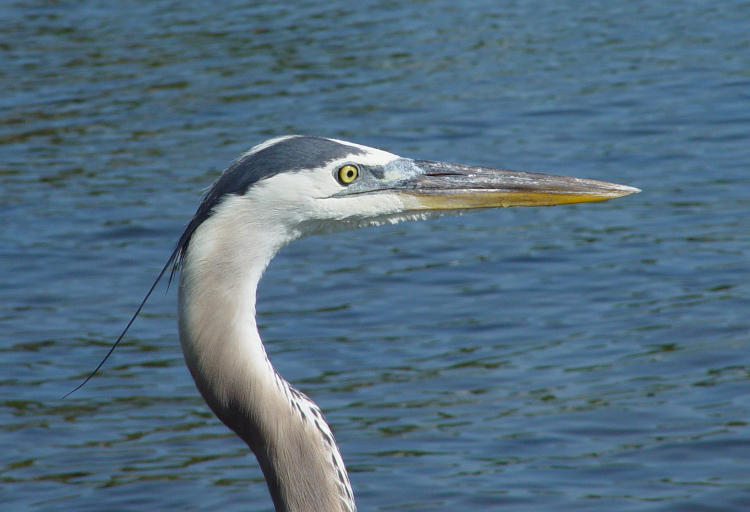 close profile of great blue heron Ardea herodias, Indian River Lagoon