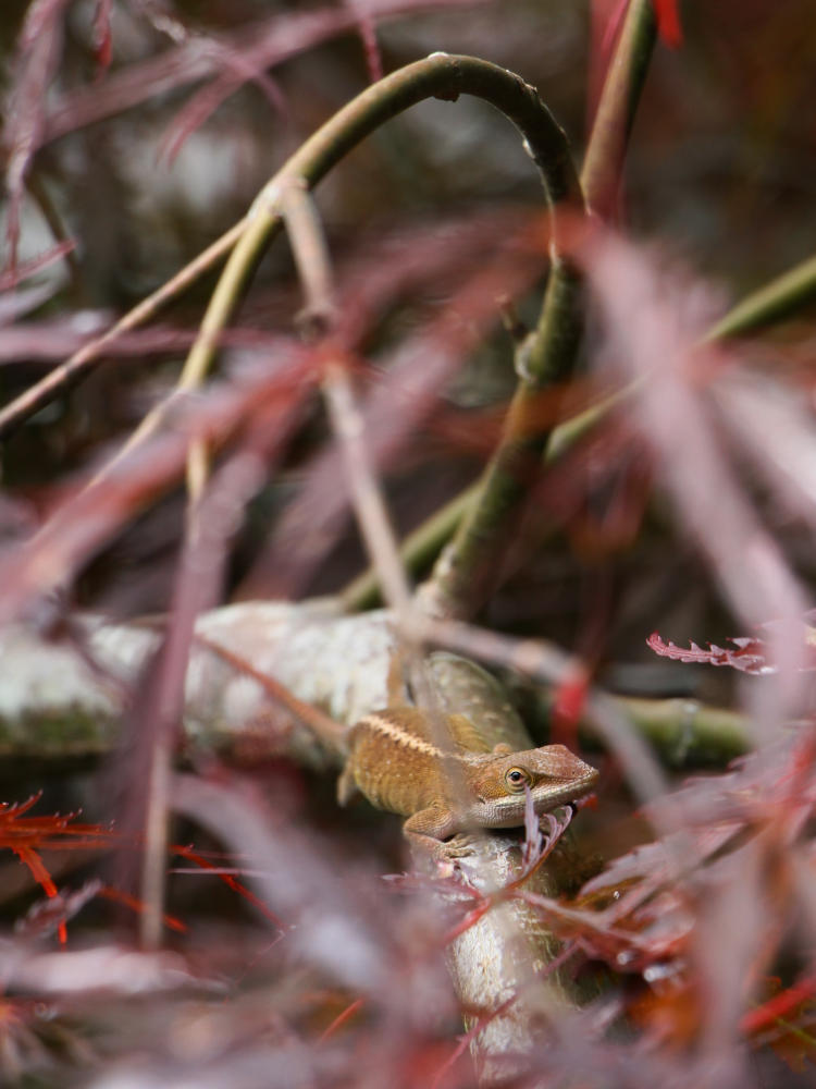 Carolina anole Anolis carolinensis basking on Japanese maple