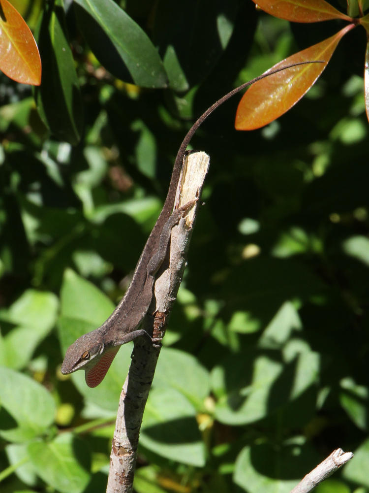 likely male Carolina anole Anolis carolinensis displaying dewlap