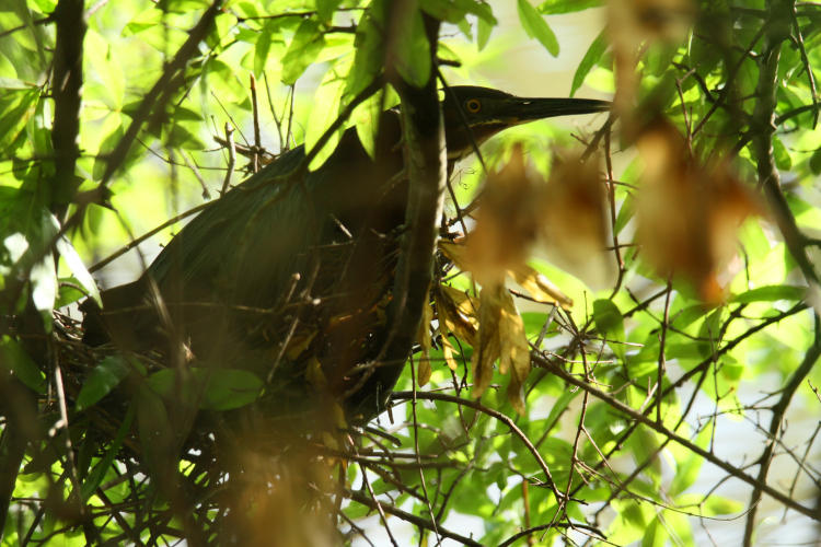 green heron Butorides virescens, possibly juvenile, peering from deep within foliage