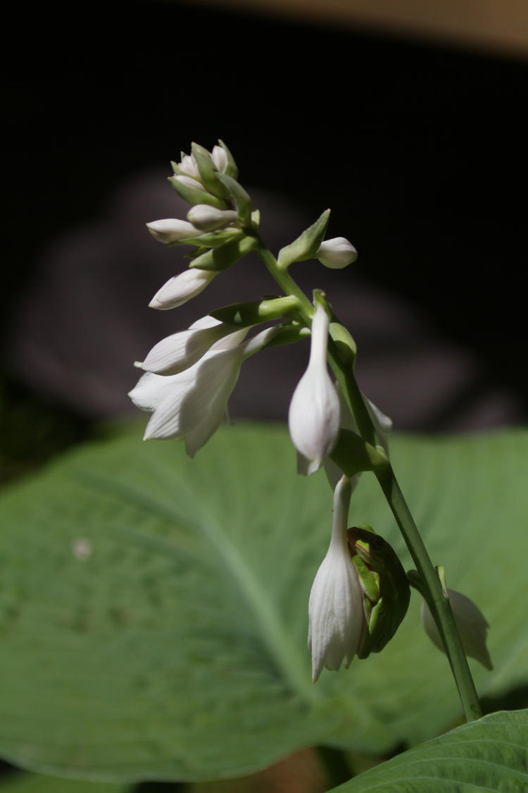 green treefrog Hyla cinerea sheltering on hosta flower