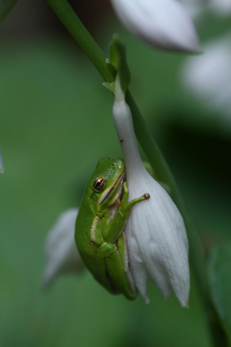 green treefrog Hyla cinerea on hosta flower