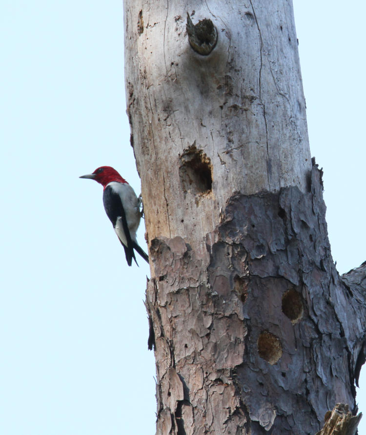 red-headed woodpecker Melanerpes erythrocephalus looking guilty over holes in tree