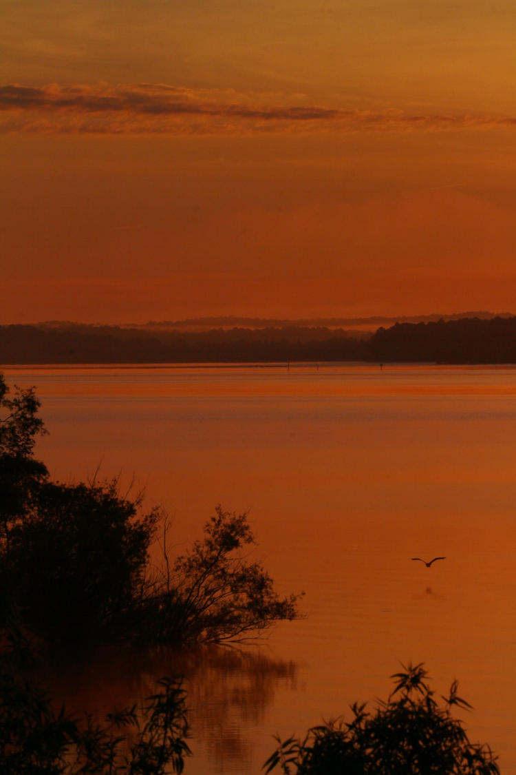 distant great blue heron Ardea herodias over darkened lake