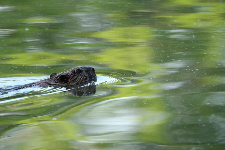 North American beaver Castor canadensis cruising through pond