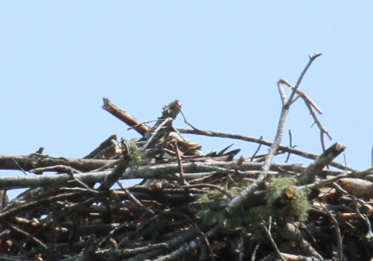 something peeking over top of osprey Pandion haliaetus nest