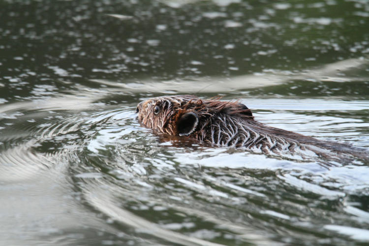 North American beaver Castor canadensis looking like a wet dog