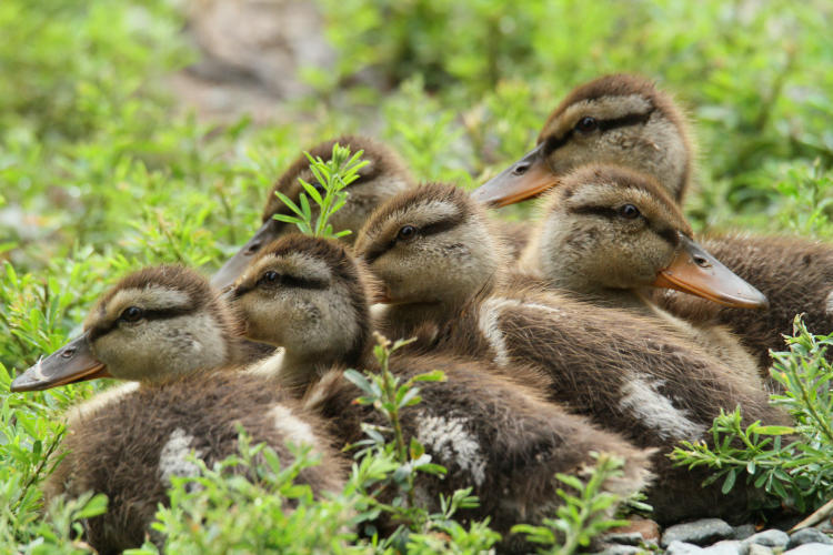 mallard Anas platyrhynchos ducklings waking from nap