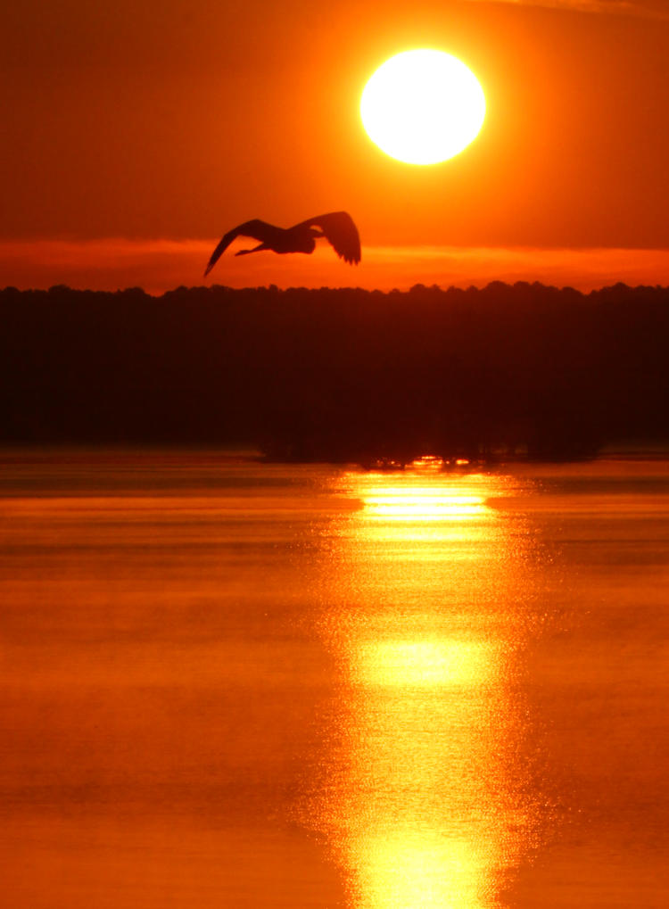 great blue heron Ardea herodias alongside sunrise