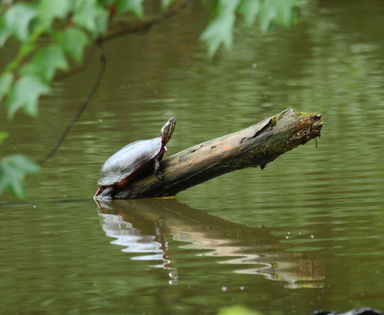 eastern painted turtle Chrysemys picta picta basking on log in neighborhood pond