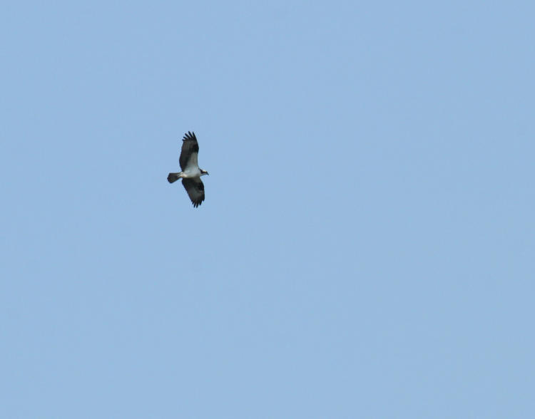 osprey Pandion haliaetus wheeling in distance