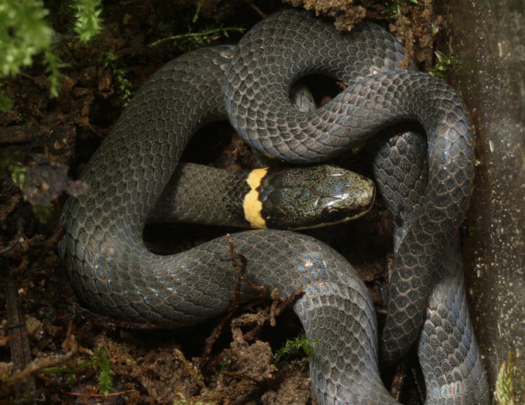 ring-necked snake Diadophis punctatus coiled up in terrarium