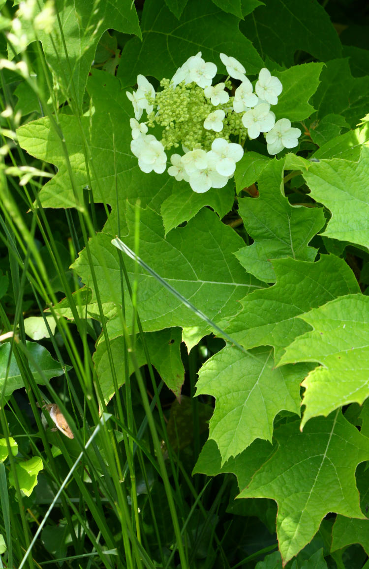 oak-leaf hydrangea hydrangea quercifolia showing flowers