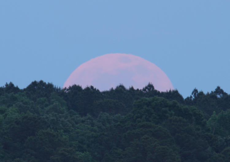 pink moon just peeking over trees