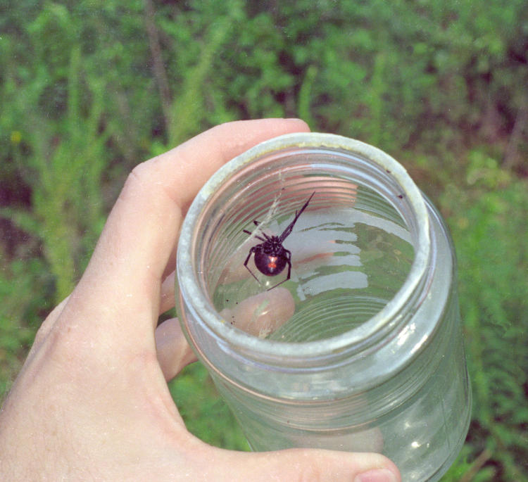 female southern black widow Latrodectus mactans in jar