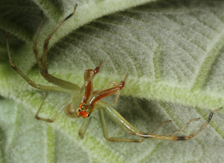 male magnolia green jumping spider Lyssomanes viridis under leaf