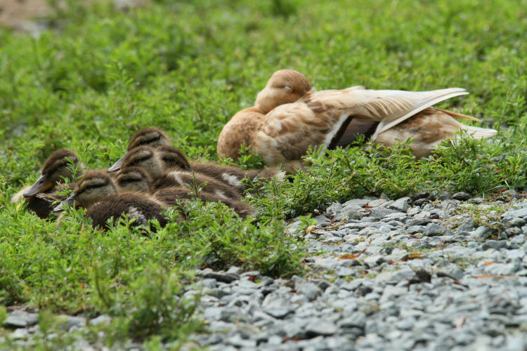 buff female mallard Anas platyrhynchos sleeping with brood