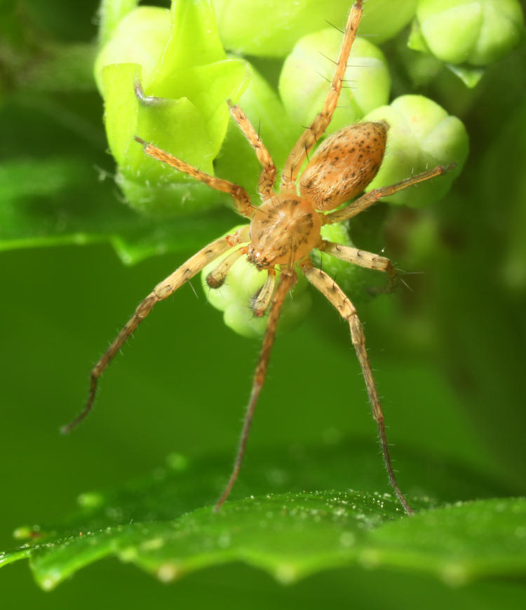 unidentified male spider on hydrangea buds