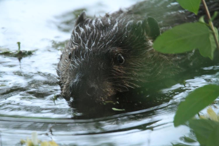 North American beaver Castor canadensis peering from screening foliage