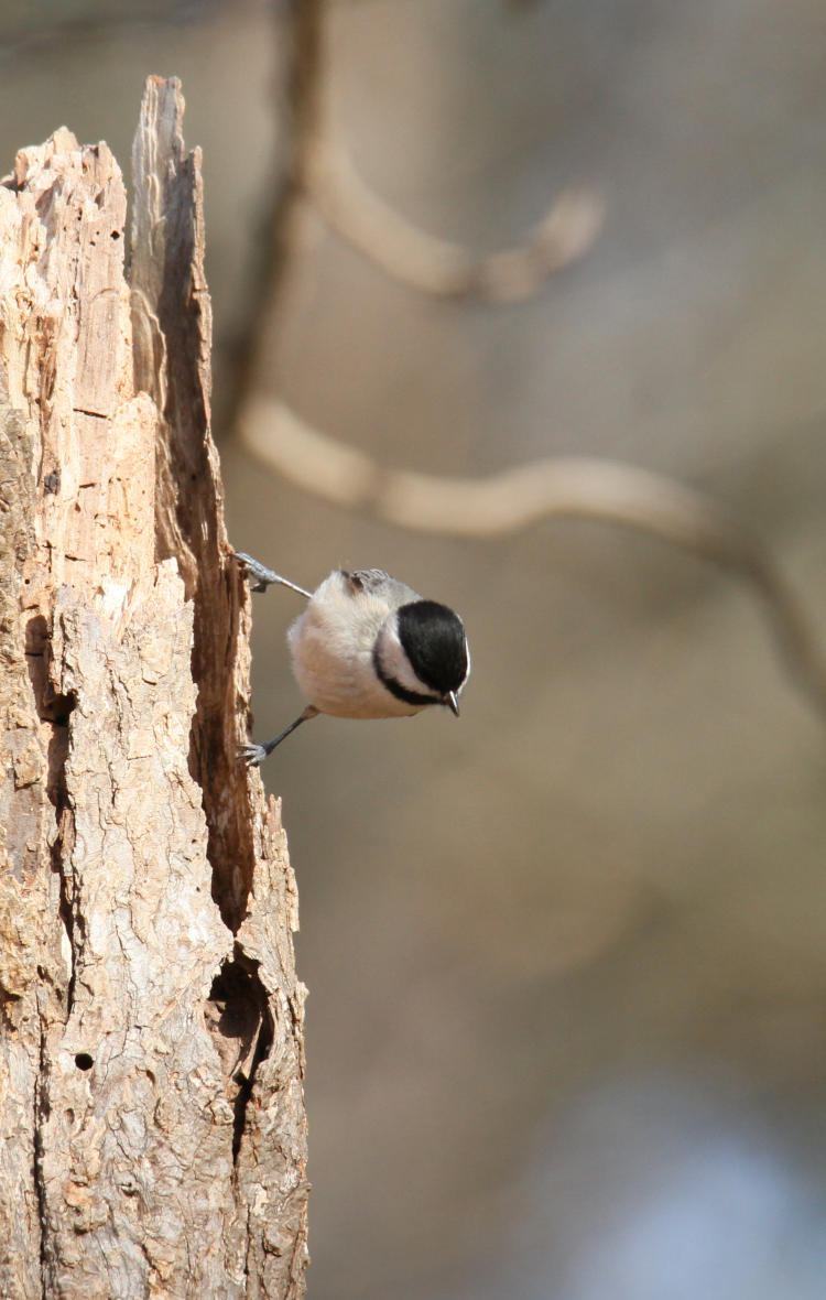 black-capped chickadee Poecile atricapillus peering down from tree stump