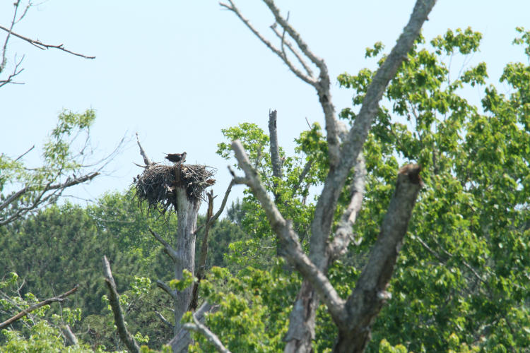 another occupied osprey Pandion haliaetus nest