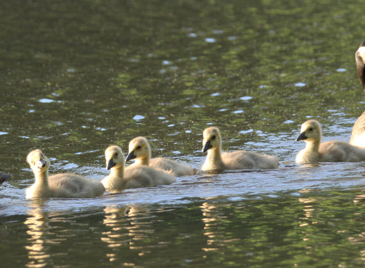 quintet of Canada goslings Branta canadensis with the first taking notice