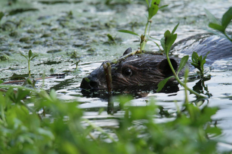 North American beaver Castor canadensis peering from pond weeds