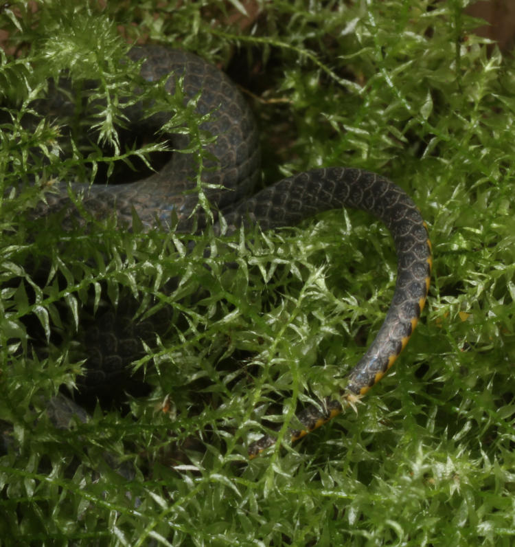 tailmof ring-necked snake Diadophis punctatus showing hint of yellow underbelly