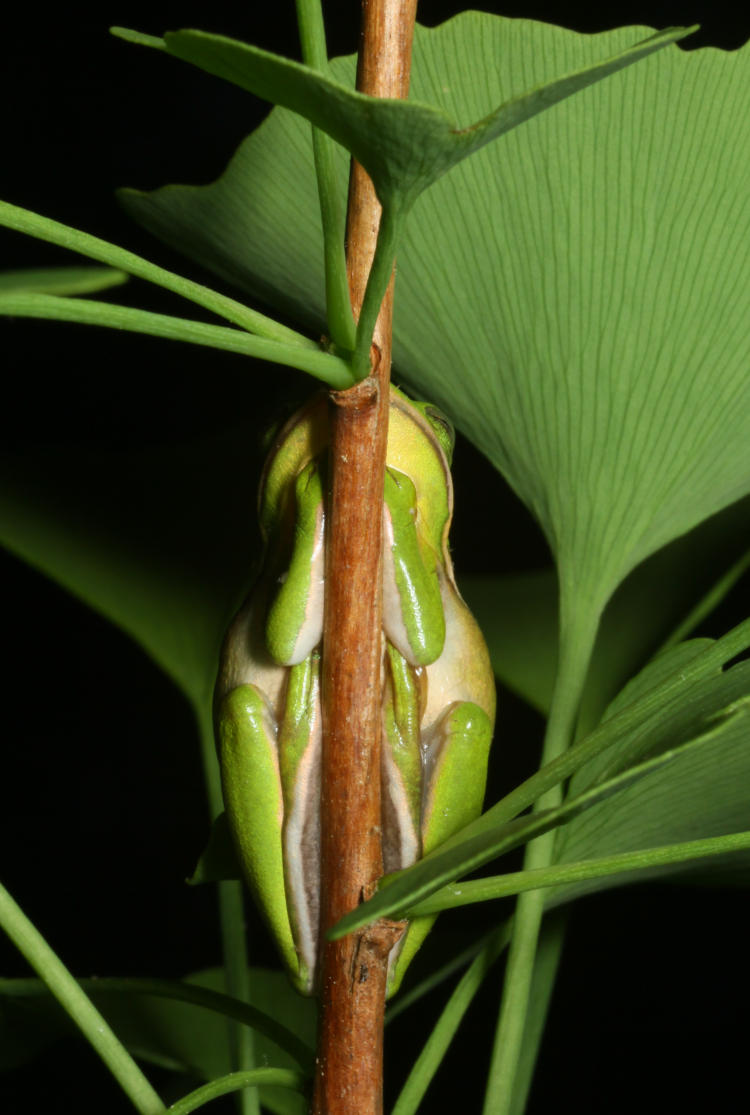 green treefrog Hyla cinerea tucked in tight to ginkgo Ginkgo biloba tree